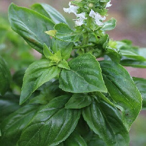 Herbs
