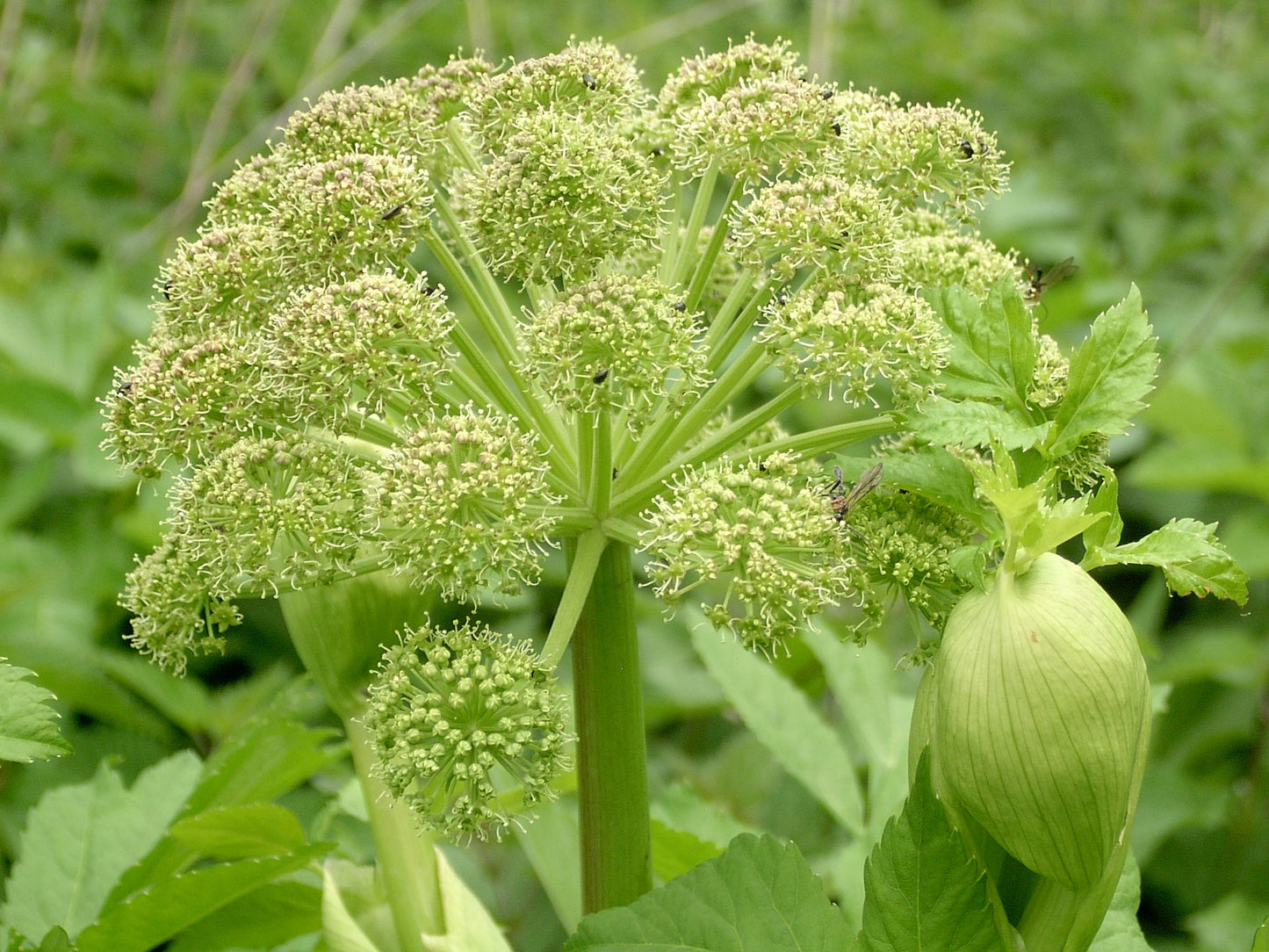 Angelica Archangelica Wild Celery seeds - ALOE WINGS STORE