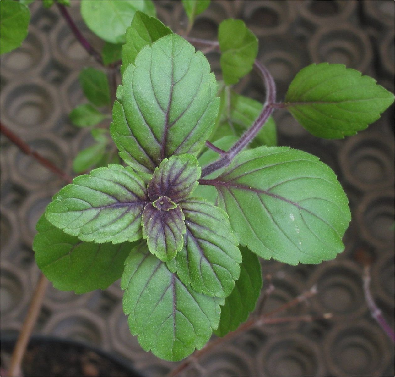 Basil Cinnamon seeds - ALOE WINGS STORE