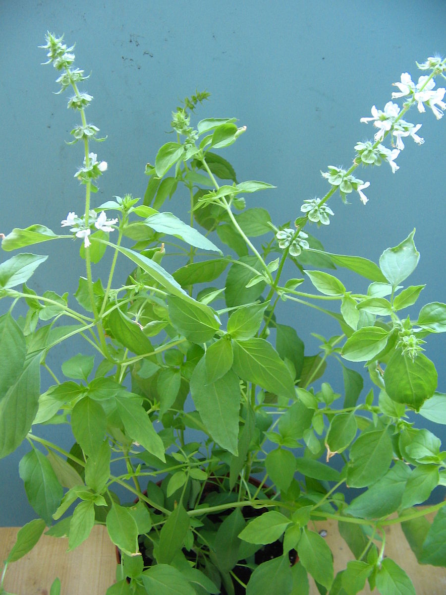 Basil Lush Lemon Seeds - ALOE WINGS STORE