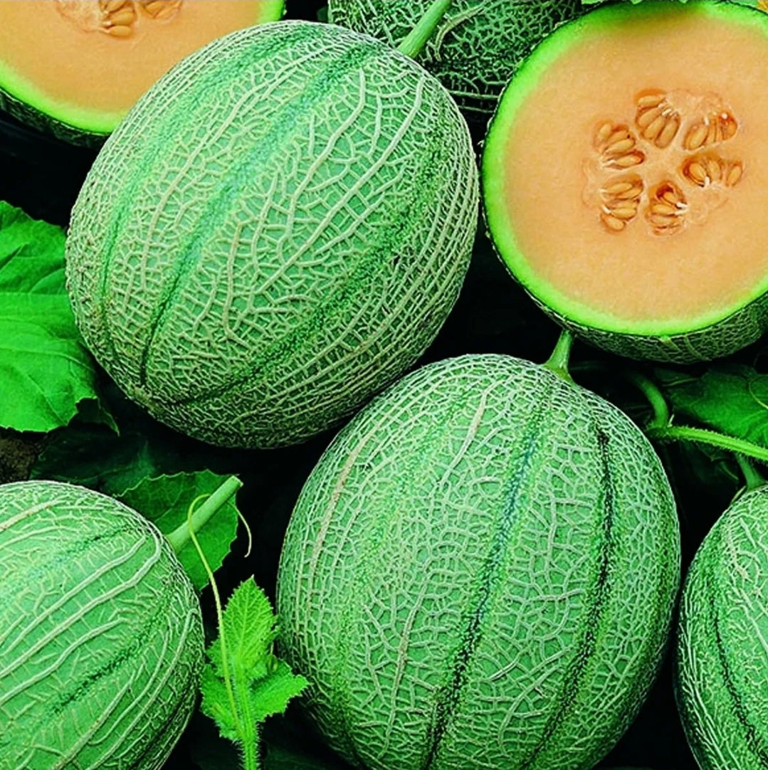 British Melon Seeds SELECTION