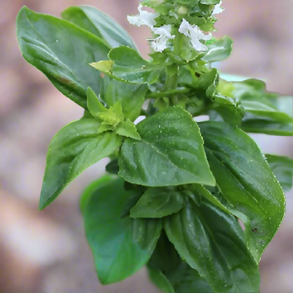 Basil Lush Lemon Seeds - ALOE WINGS STORE