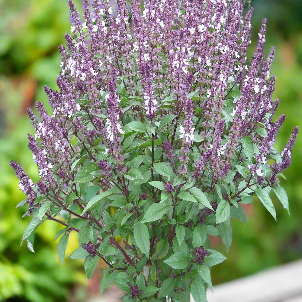 Basil Cinnamon seeds - ALOE WINGS STORE