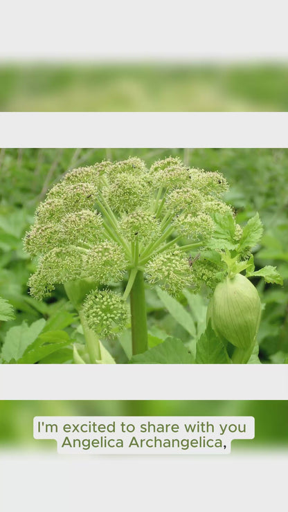 Angelica Archangelica Wild Celery seeds